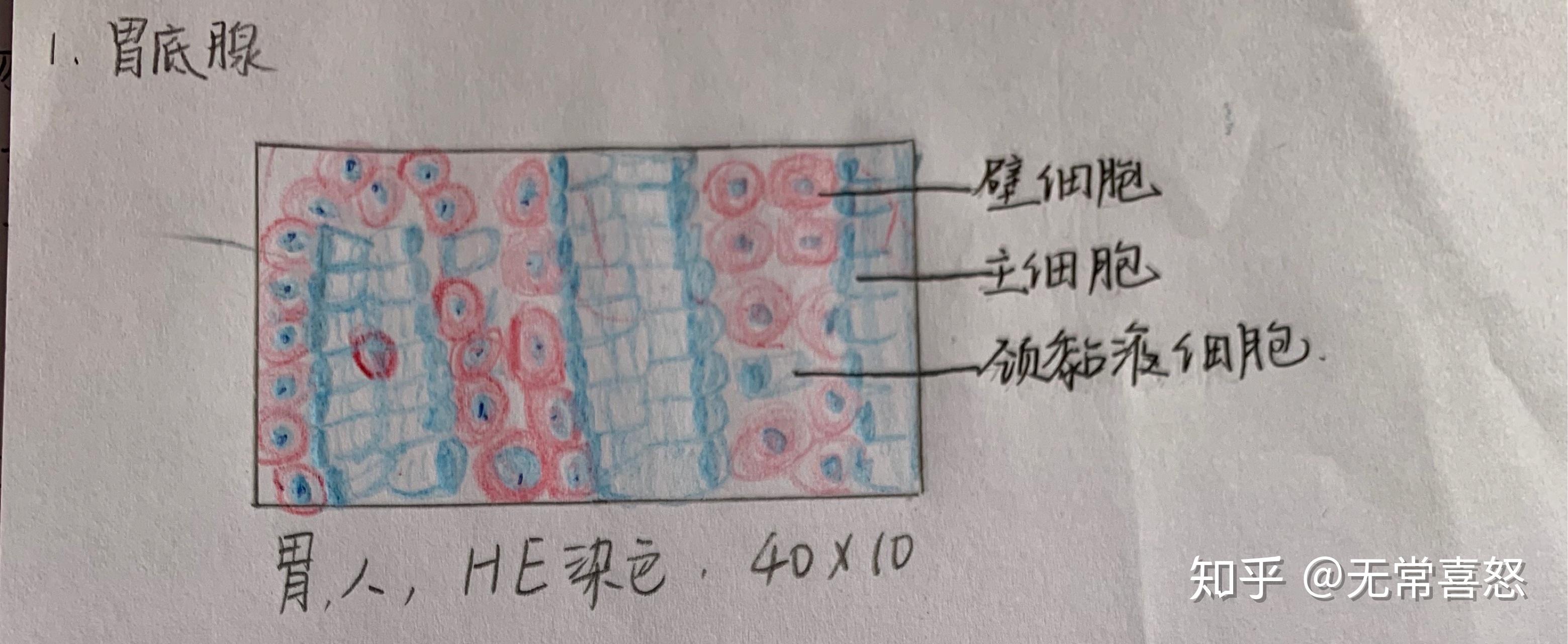 组胚红蓝绘图(居然这么快就结课了)