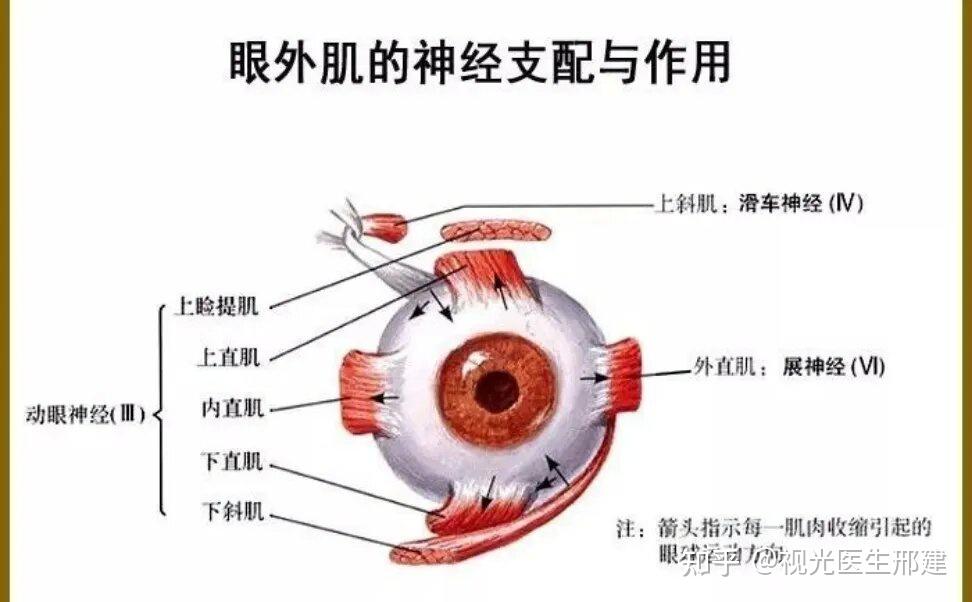 简单易做的眼肌训练或放松方法