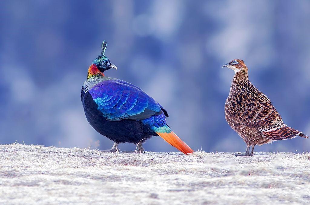 棕尾虹雉主要分布于巴基斯坦,缅甸,克什米尔,尼泊尔,阿富汗,不丹,印度