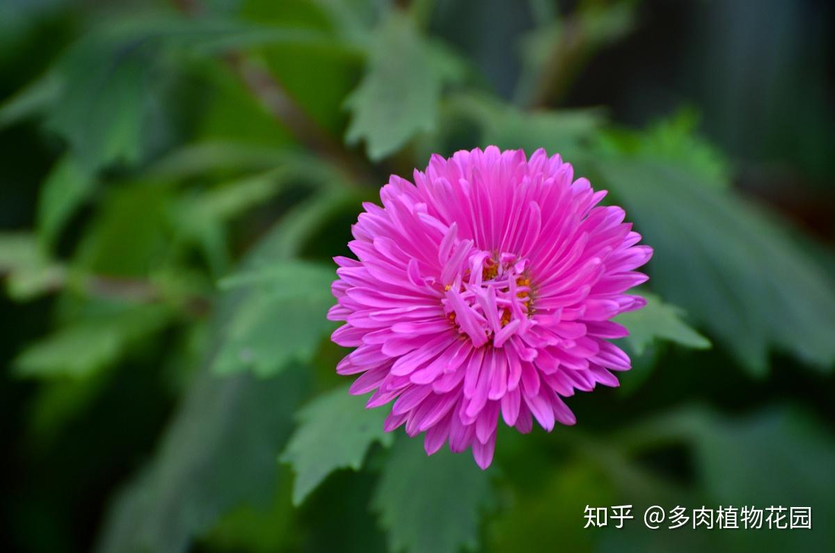 v2-da5dfe368ae512d40bf960ce79844795_r.jpg