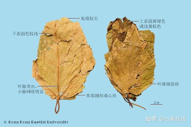 桑叶(中药材资料、植物图像、化学结构、含桑叶的中成药) - 知乎
