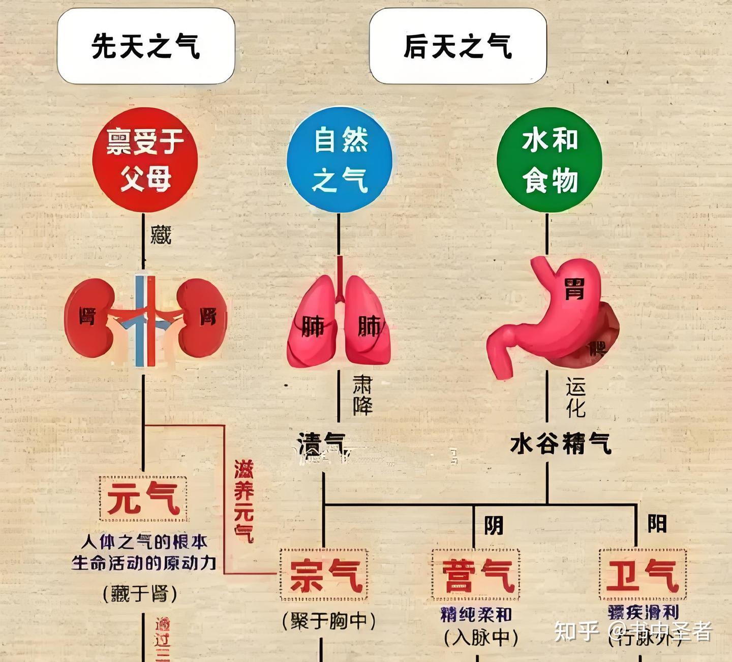 人体之气的本源、本体、本义! - 知乎