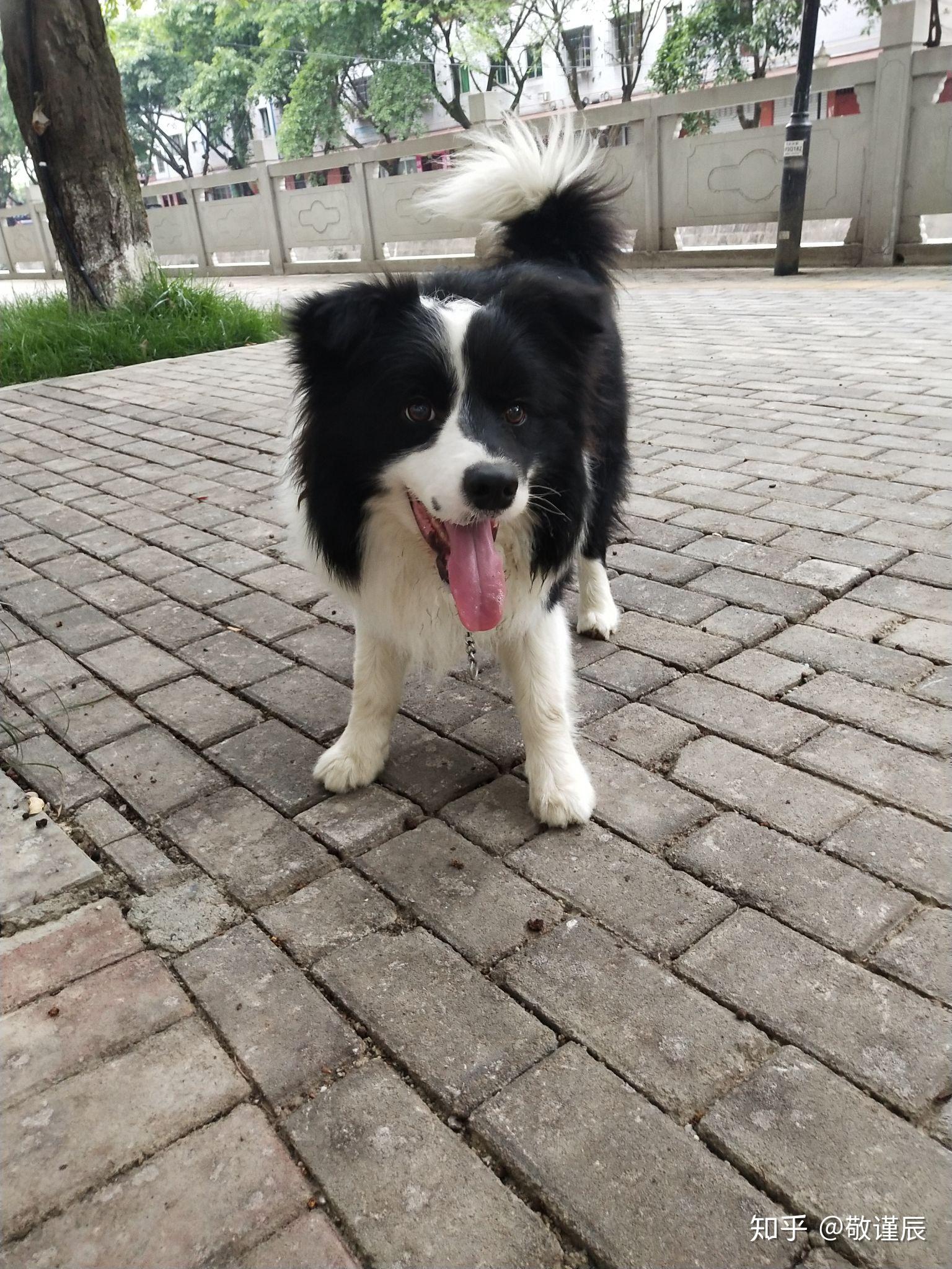 边牧作为智力排名第一的狗,为什么很多人还是不愿意养?