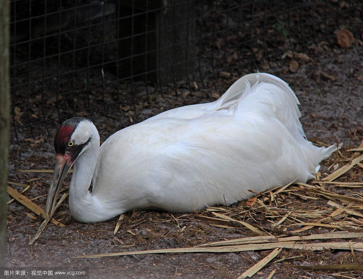 关于 鹤趴着 的几个疑问?