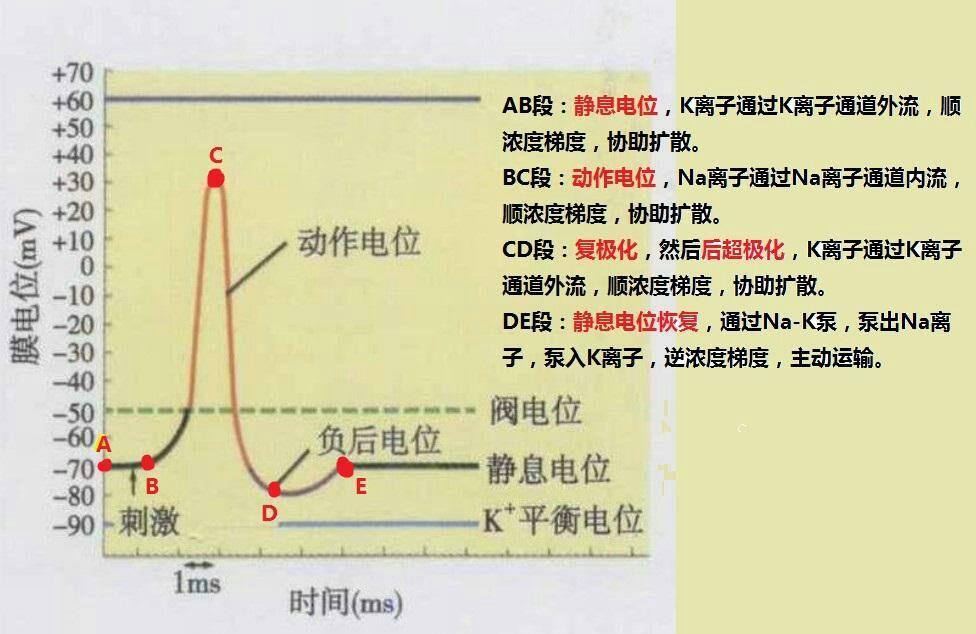 求教!动作电位传导为啥会耗能?我百度了好久没