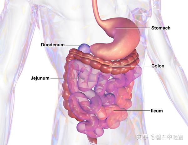 胃肠道Gastrointestinal tract - 知乎