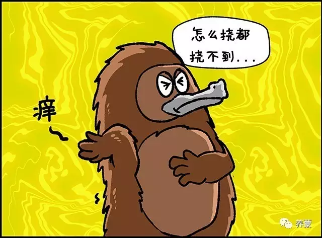 针鼹很难使针刺间的毛保持清洁