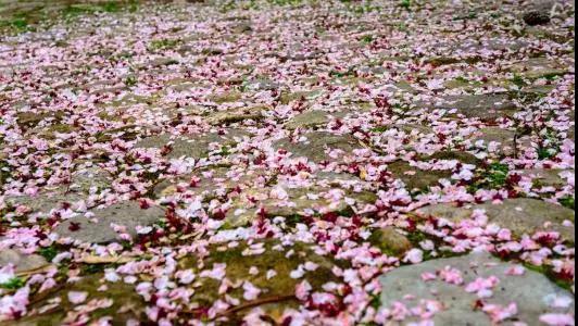 落花 知乎