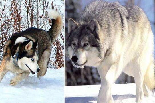 狼和哈士奇关在一起,狼会觉得哈士奇是同类吗?