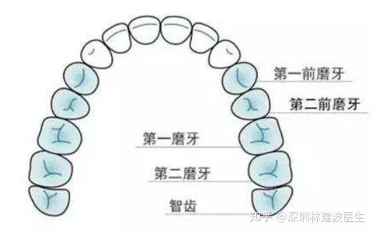 牙齿几号牙分布图图片