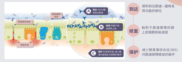 不怕IBS！IBme™给予肠道自然健康抚慰 - 知乎