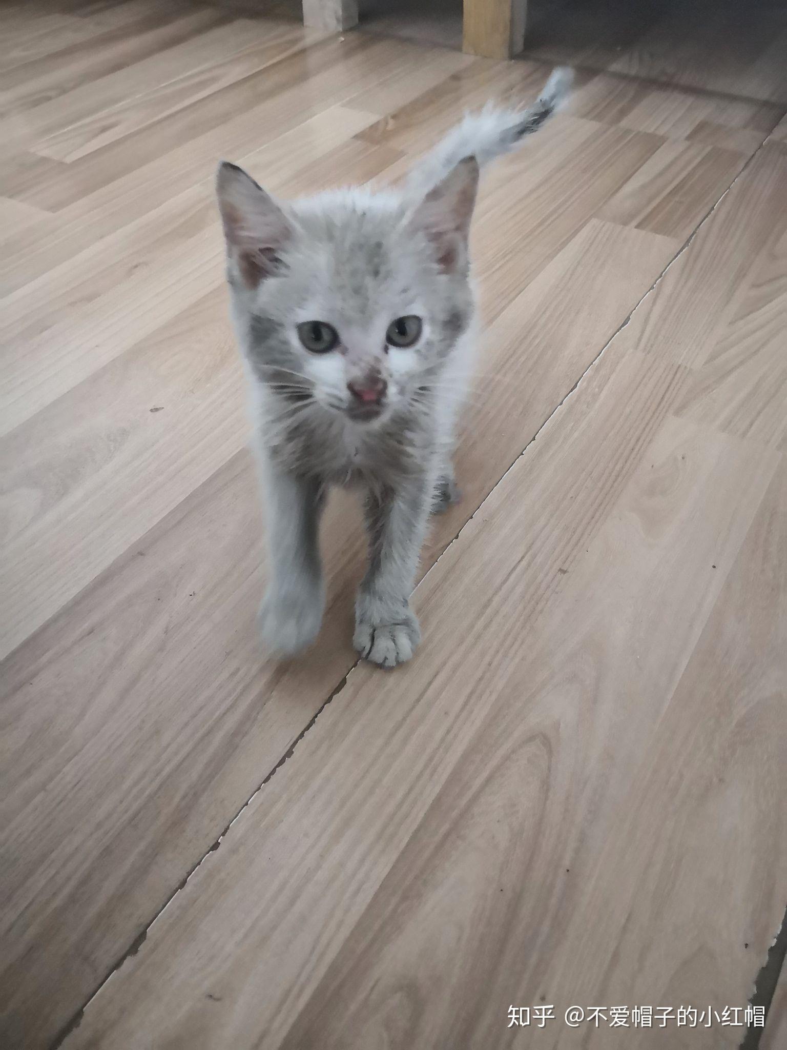 什么时候你发现猫咪很聪明?