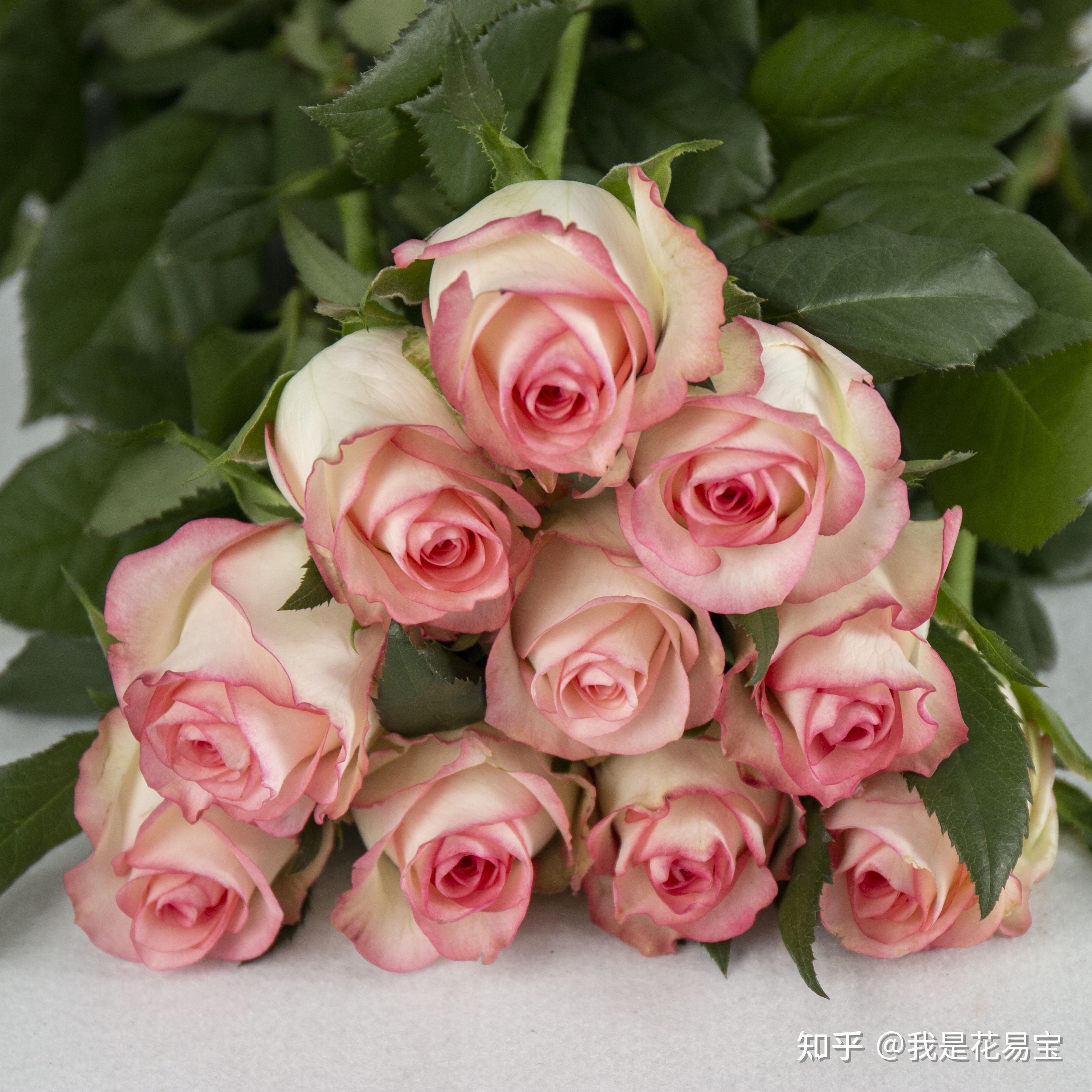 爱高原红法兰西传奇点击图片购买热销红色系玫瑰小叶尤加利多枝银叶菊