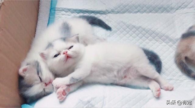 三个月大的小猫怎么看公母?