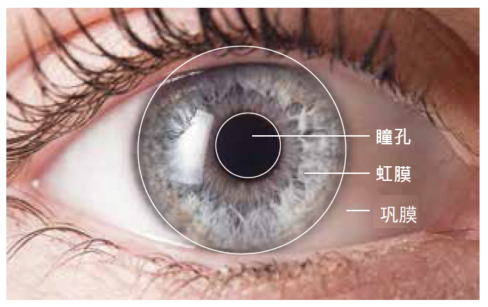 葡萄膜炎你竟如此不同一篇关于葡萄膜炎包括虹膜炎的正经科普