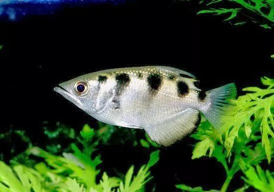 射水鱼无视介质折射喷射水箭击落昆虫妥妥的鱼界神枪手