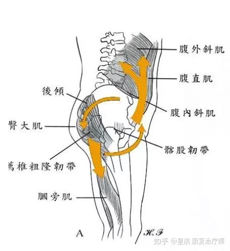 前国家队治疗师的体态科普系列||骨盆前后倾?一文全搞定!(下篇) - 知乎