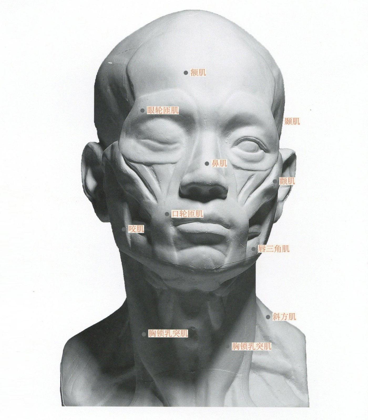 【头部结构】头部骨骼与肌肉怎么画?