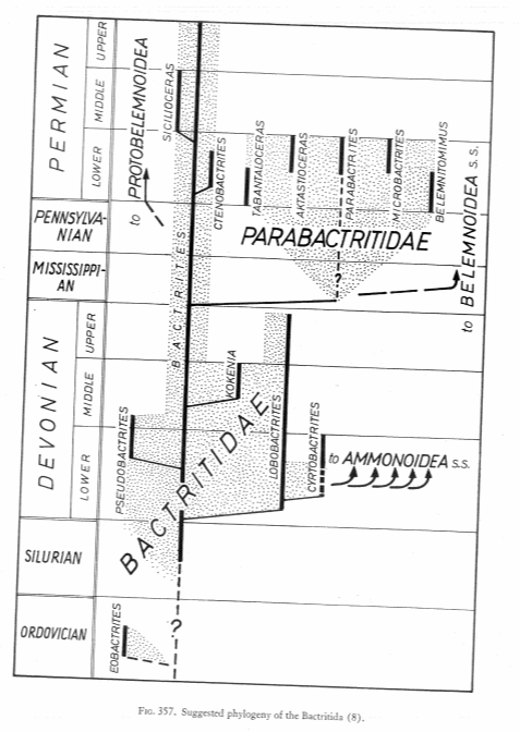 头足纲小传38天人之桥杆石亚纲杆石目