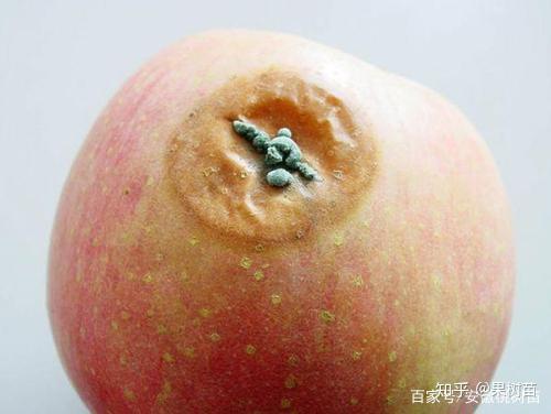 苹果青霉病常见症状和防治方法