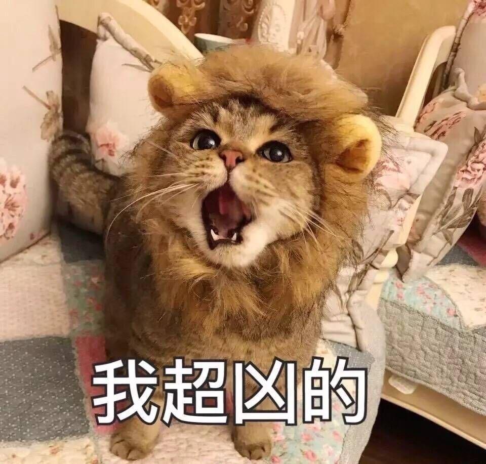 怎么样才可以让猫咪黏住我 v2-dac06a794a6bd3ce65ccac186fa0c431_r.jpg