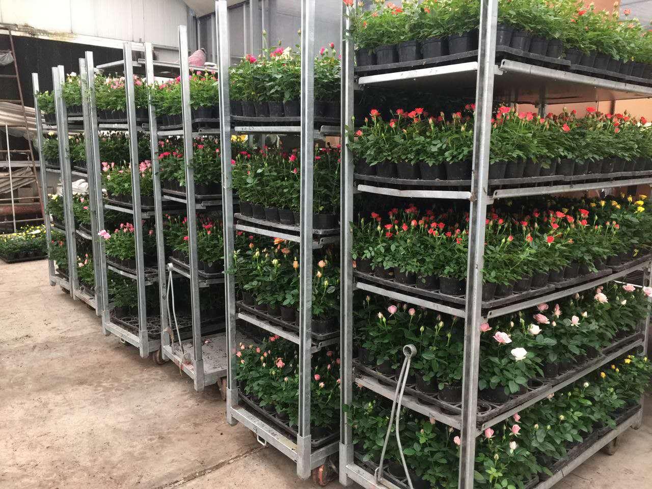 不那么浪漫的鲜花工厂 - 知乎