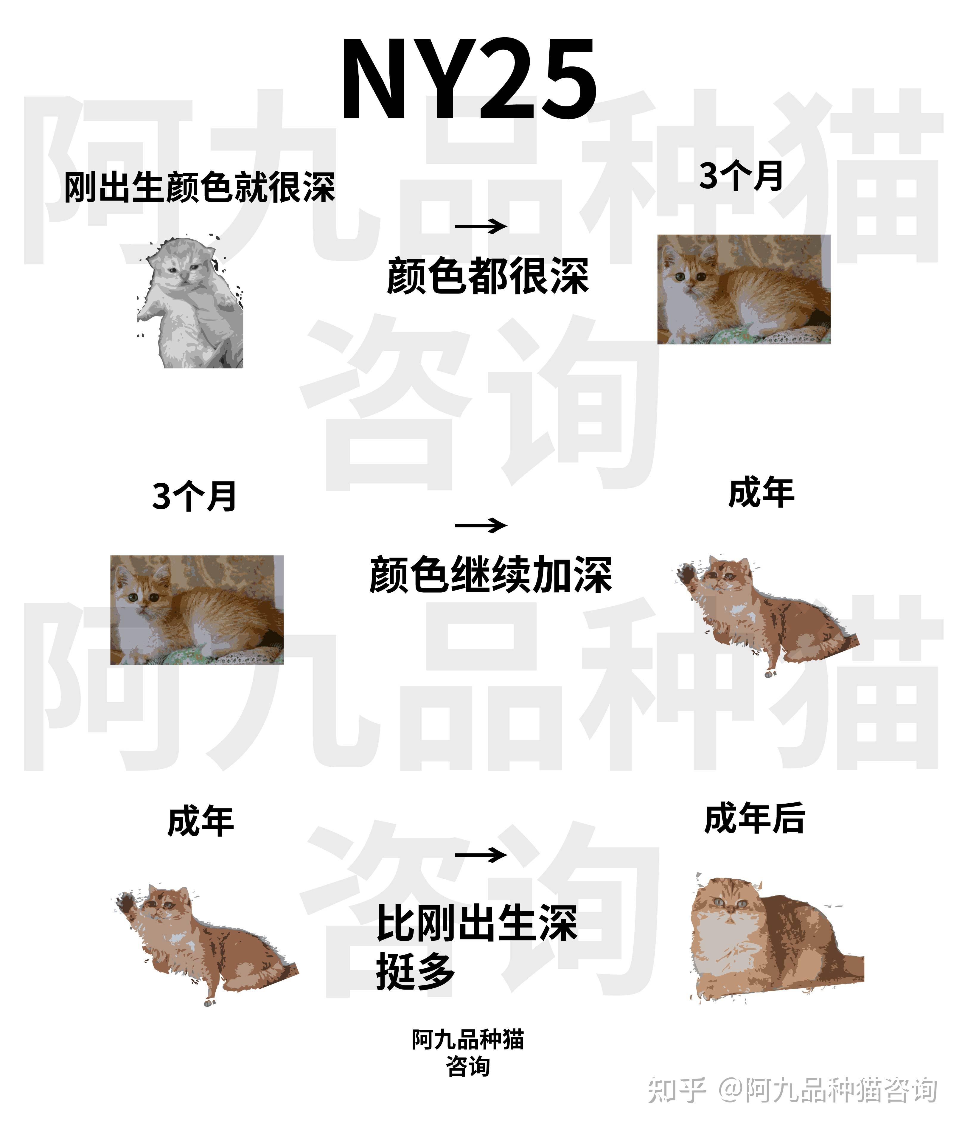 金渐层从小到大的毛色变化是怎样的?金渐层毛会不会越来越黑越深?