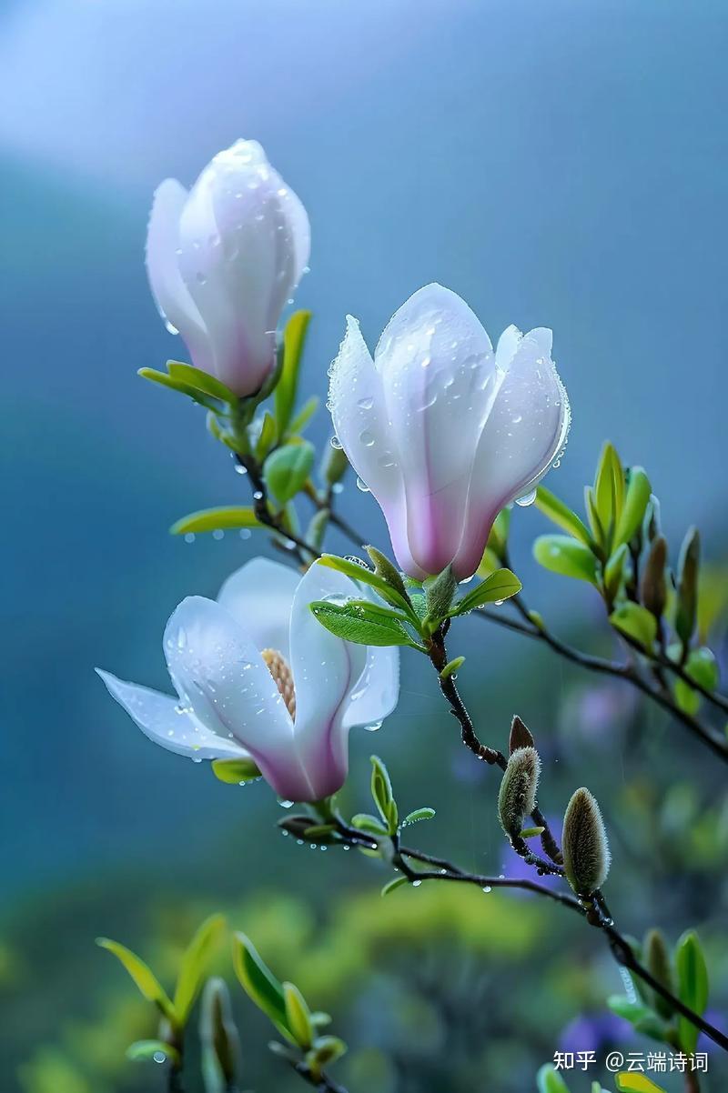 十首唯美的玉兰花诗词,霓裳片片晚妆新,束素亭亭玉殿春 - 知乎