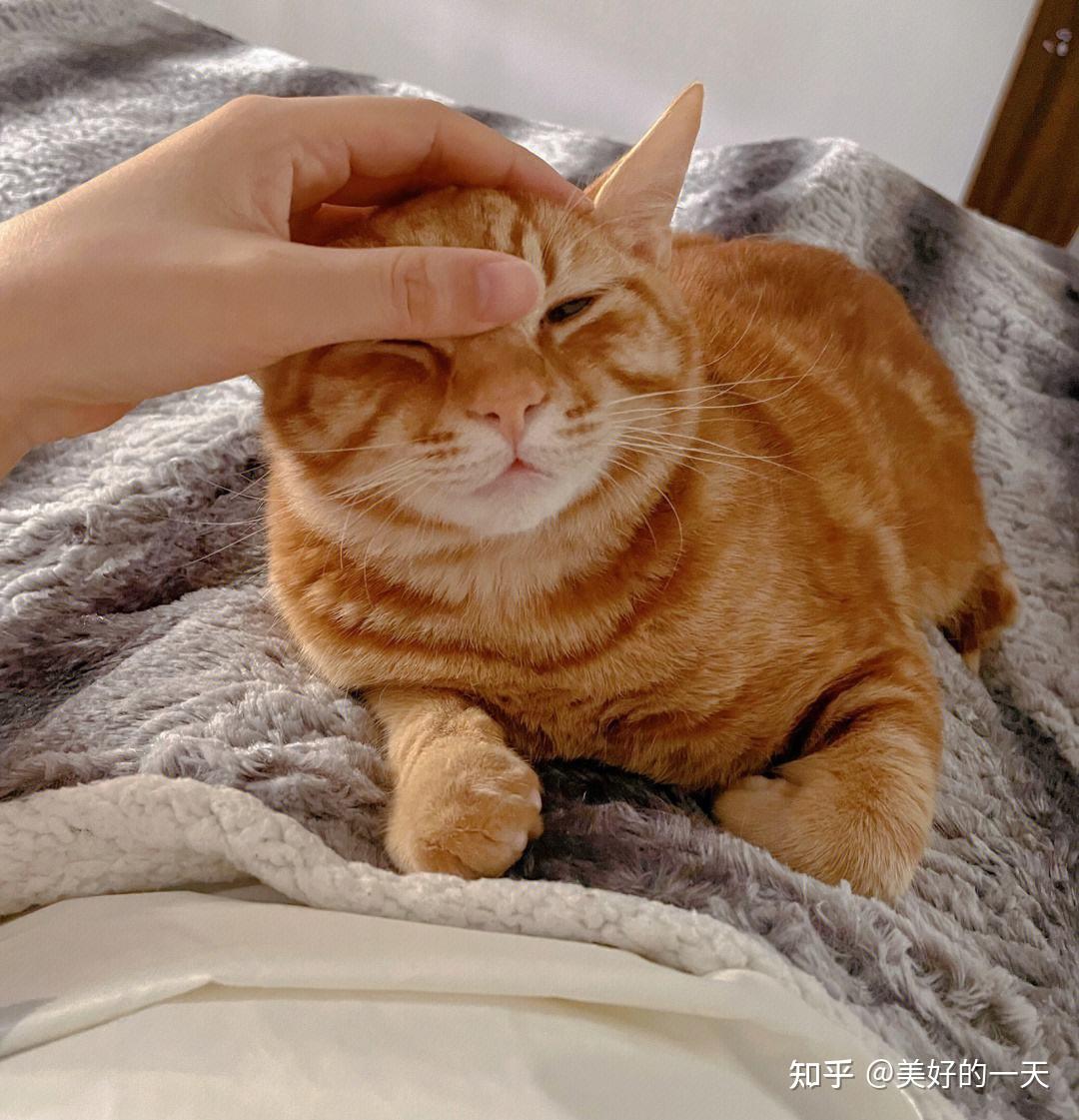 我养了橘猫后，才懂它是“平民的价格，高端的品质” - 知乎