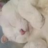 猫咪怀孕及生产护理攻略 知乎 猫咪怀孕及生产护理攻略 知乎