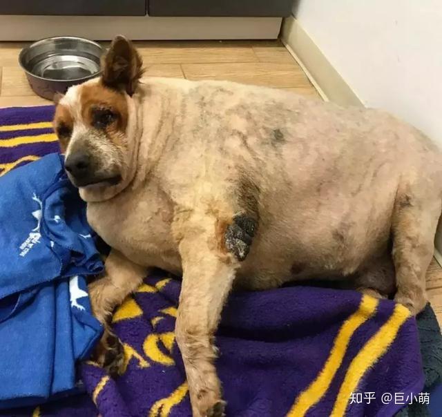 狗子:一年甩掉50斤肉是种什么体验? - 知乎