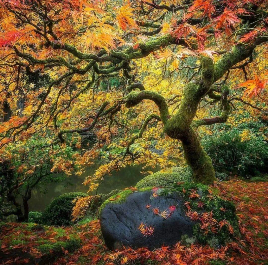 看了这些大师摄影作品,才算知道什么叫风景美如画