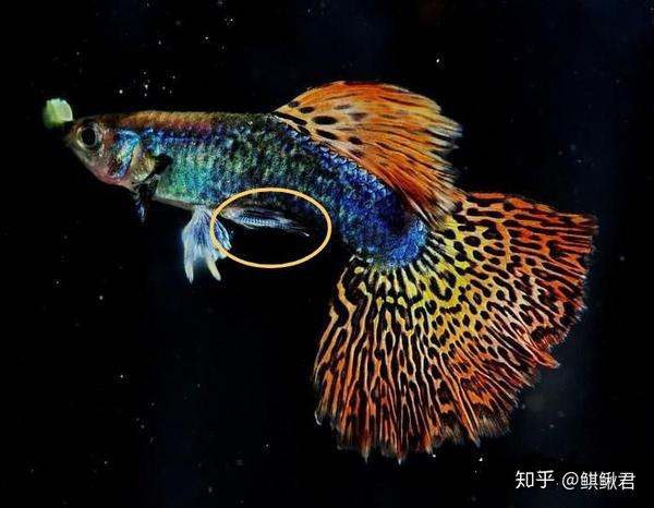 所有软骨鱼均有交接器 所有硬骨鱼都没有交接器并行体外受精 这句话错在哪里 所有软骨鱼均有交接器 所有硬骨鱼都没有交接器并行体外受精 这句话错在哪里