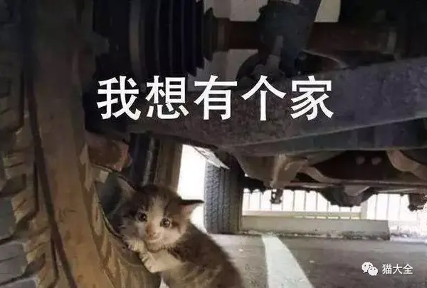 流浪猫 能帮我活过这个冬天吗 我也想有个家 知乎