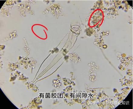 活性污泥微生物镜检知识,读完你就全懂了!