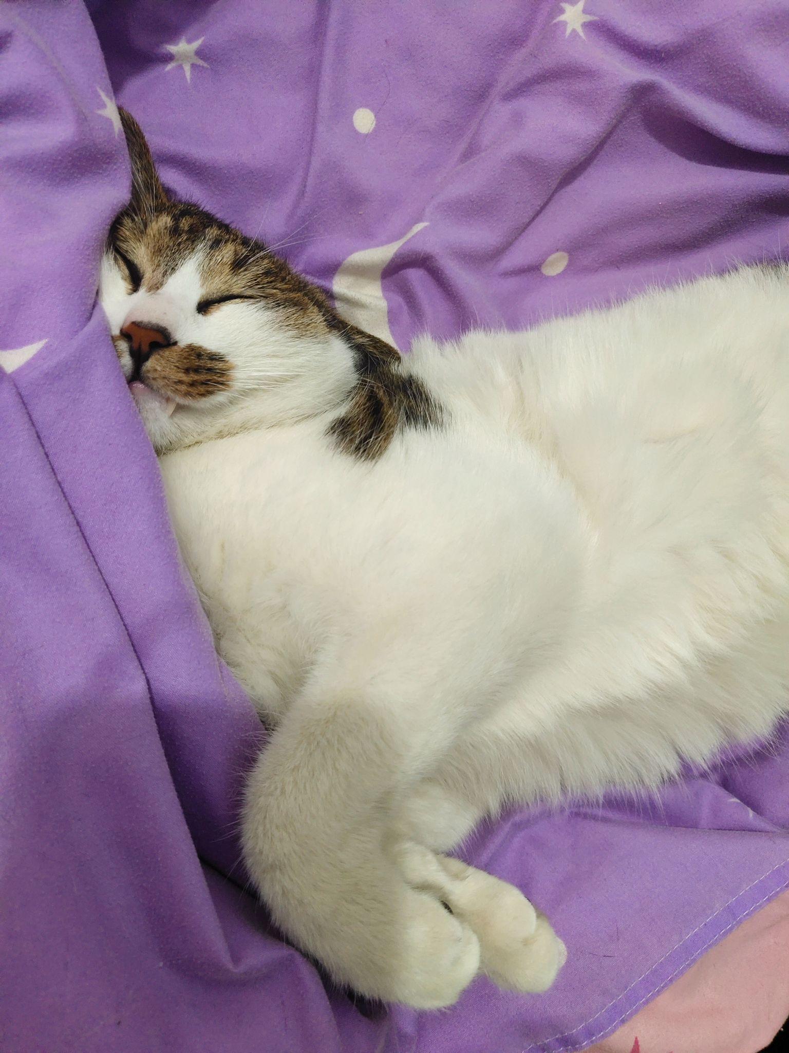 你家小动物有哪些睡得真香的睡姿