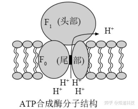 【新高考】分子马达-ATP合酶(VR情境素材+试题) - 知乎