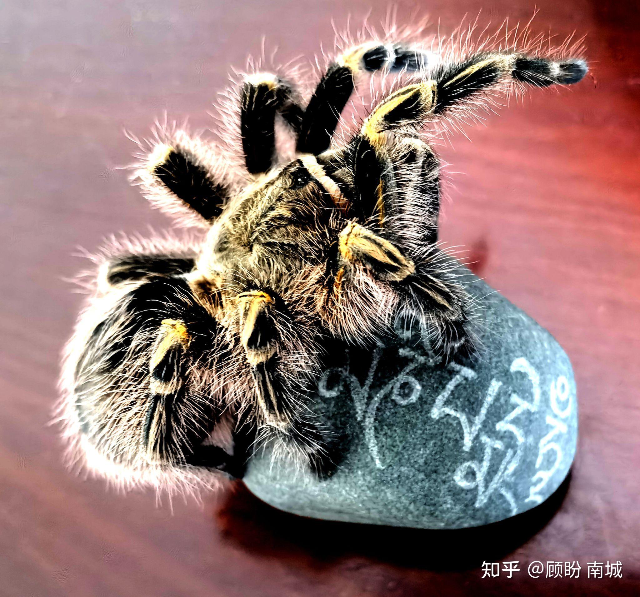 最温顺的捕鸟蛛是什么? - 知乎