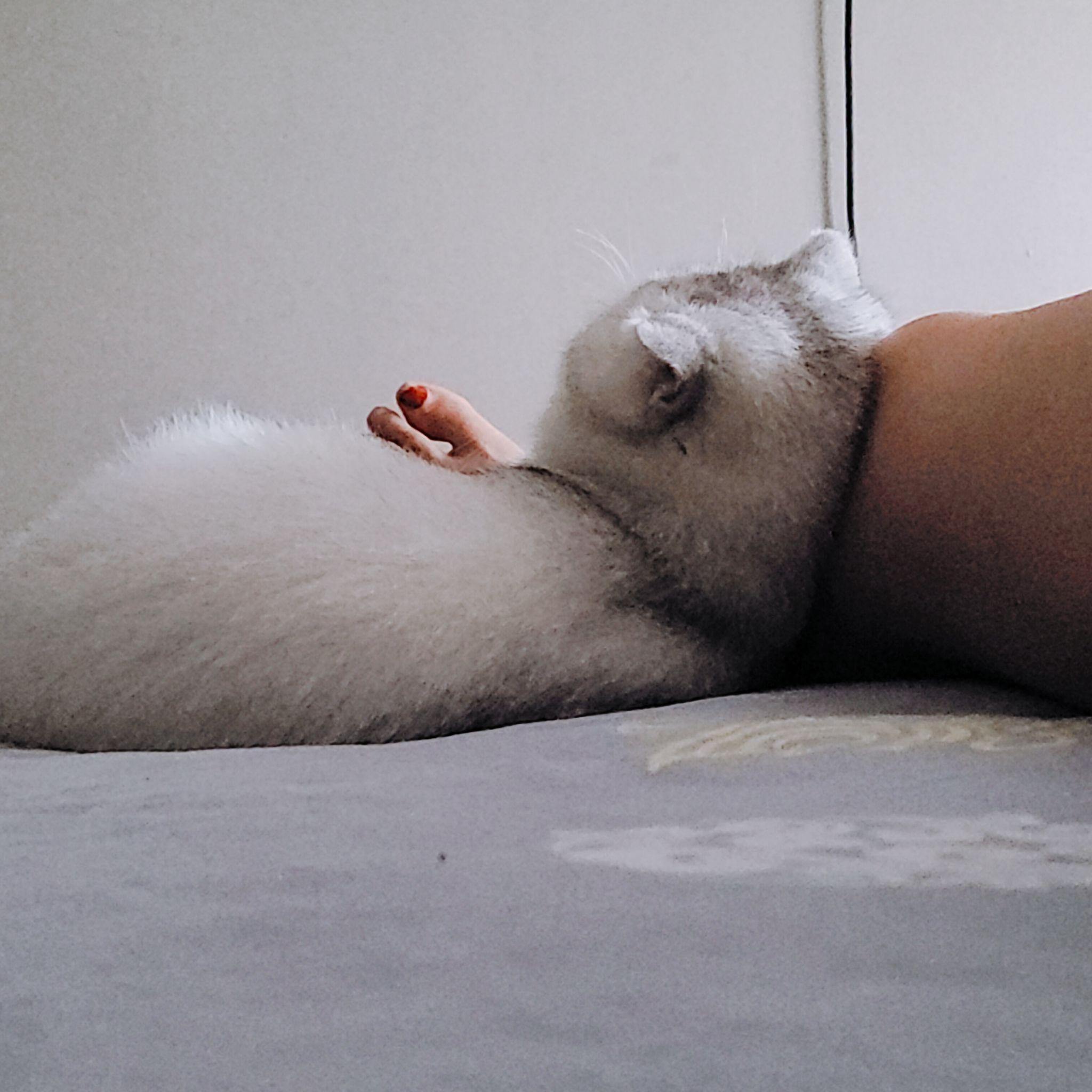 你家里猫最妖娆的睡姿啥样