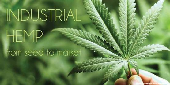 关于 大麻 大麻二酚 Cbd 四氢大麻酚 Thc 仅看这篇肯定是不够的 但它是一个不错的起点 大麻 的前世今生 一 知乎 关于 大麻 大麻二酚 Cbd 四氢大麻酚 Thc 仅看这篇肯定是不够的 但它是一个不错的起点 大麻 的前世今生 一 知乎