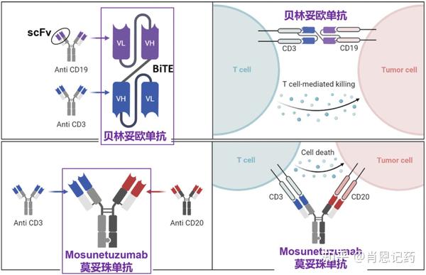 记住所有FDA生物药 | 两款CD20 X CD3双抗 | Mosunetuzumab、Glofitamab | B细胞淋巴瘤 - 知乎