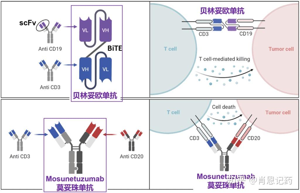 记住所有FDA生物药 | 两款CD20 X CD3双抗 | Mosunetuzumab、Glofitamab | B细胞淋巴瘤 - 知乎