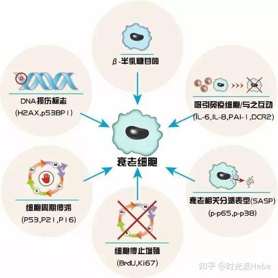 衰老细胞全清除？Science颠覆：它们还能促进损伤修复和组织再生 - 知乎