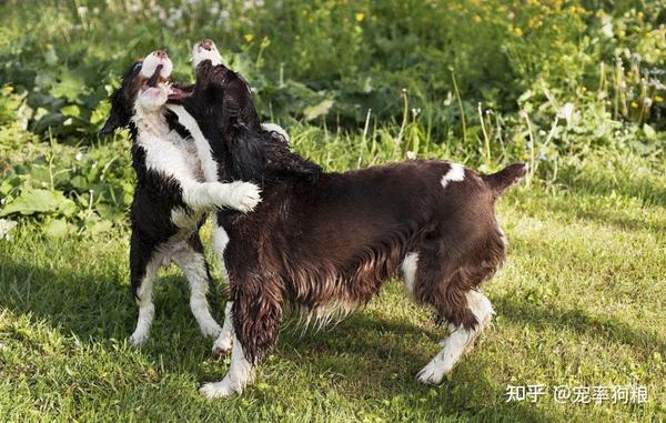 为什么那么多人养“史宾格犬”?聪明又治愈,很难不爱
