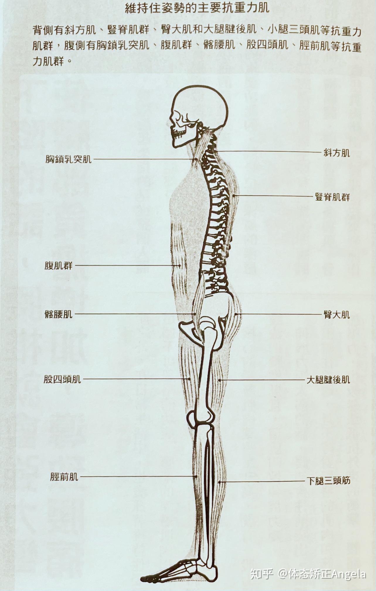 抗重力肌当中最重要的是位于背部的肌肉,因为腹部包裹着很重要的内脏