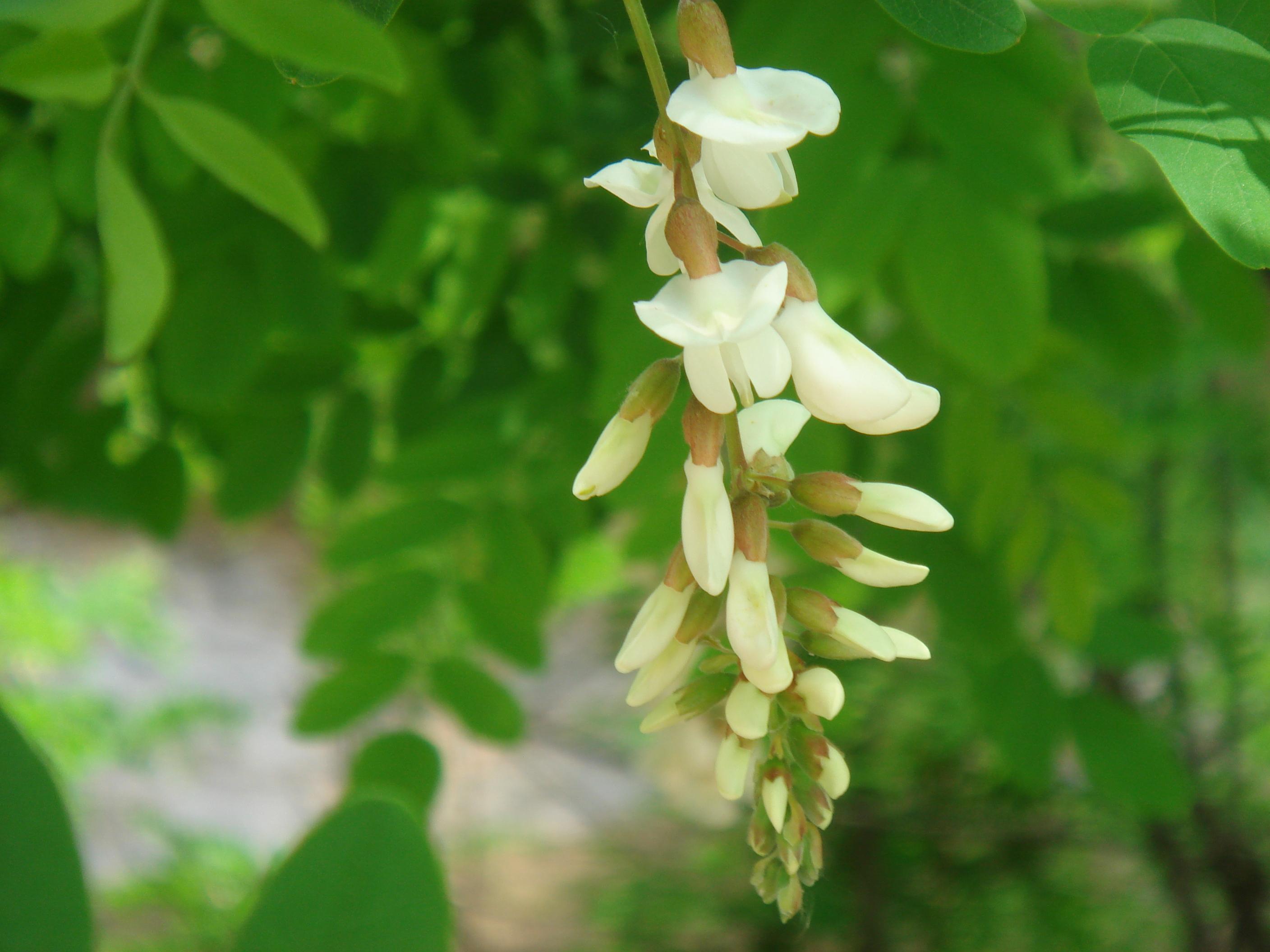 散步路上的黄芦木和其它花 2019年5月9日 - 知乎