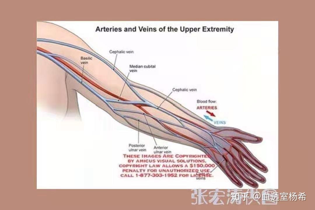肱动脉与贵要静脉的毗邻关系因为肘关节贵要静脉下方就是肱动脉,如果