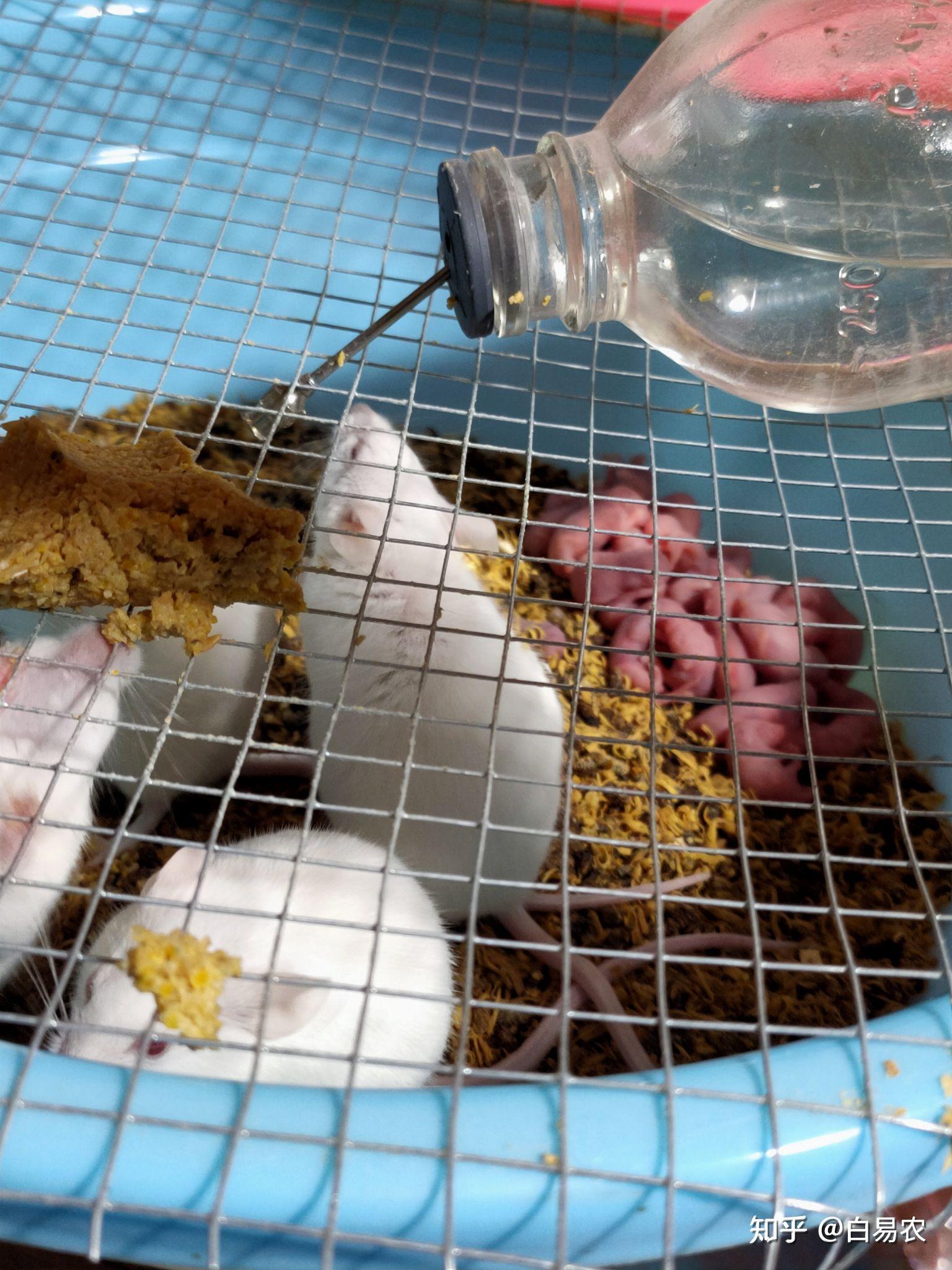 小白鼠养殖那家好白易农富小鼠小白鼠养殖