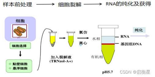 RNA及其提取 - 知乎
