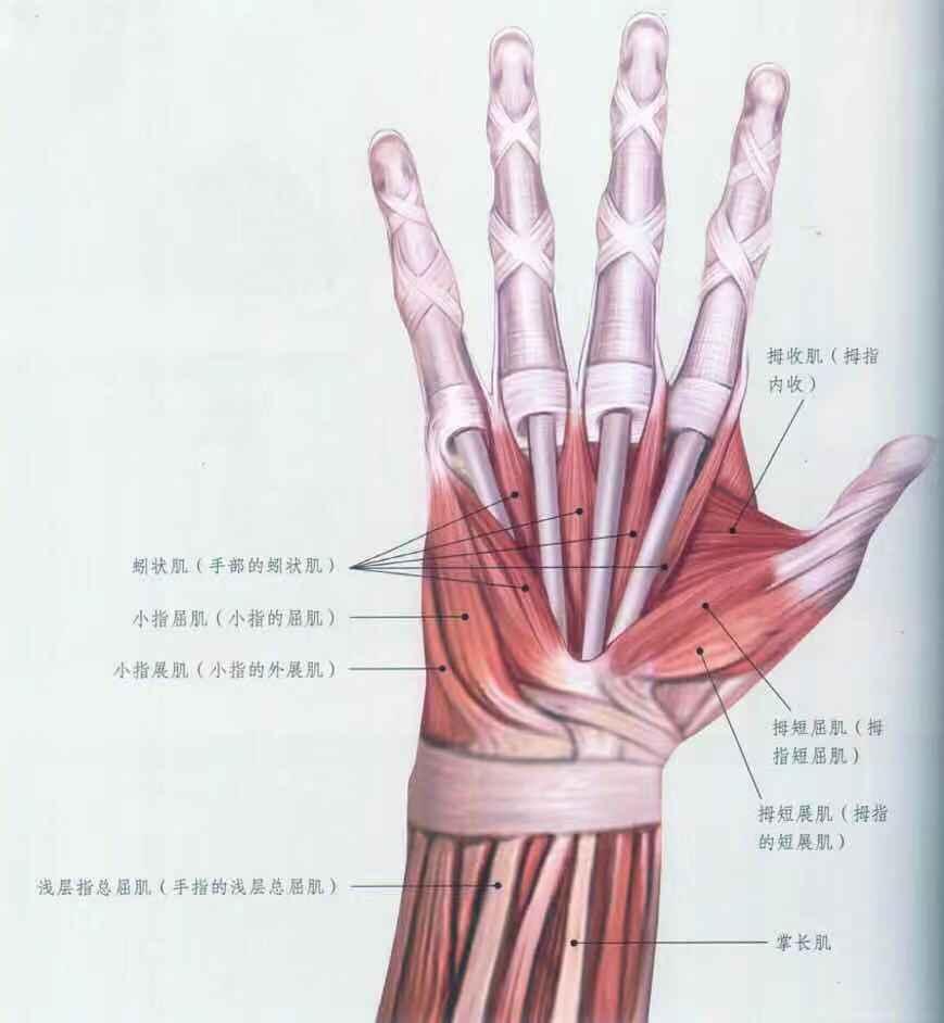 部及手腕肌群介绍 深层指总屈肌:这些肌肉起始于尺骨的中部及邻近区域